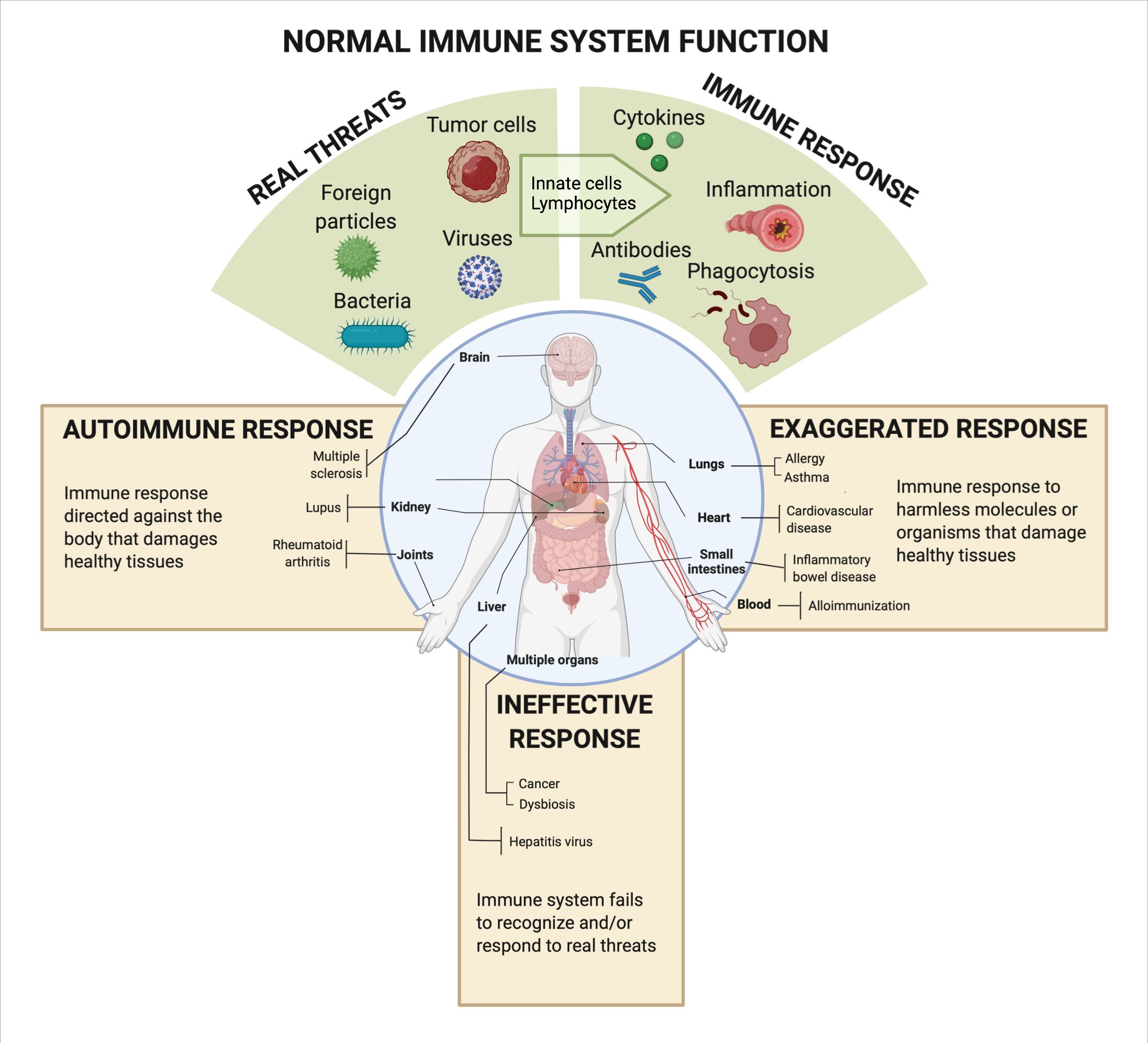 Immune System Function, Conditions & Disorders